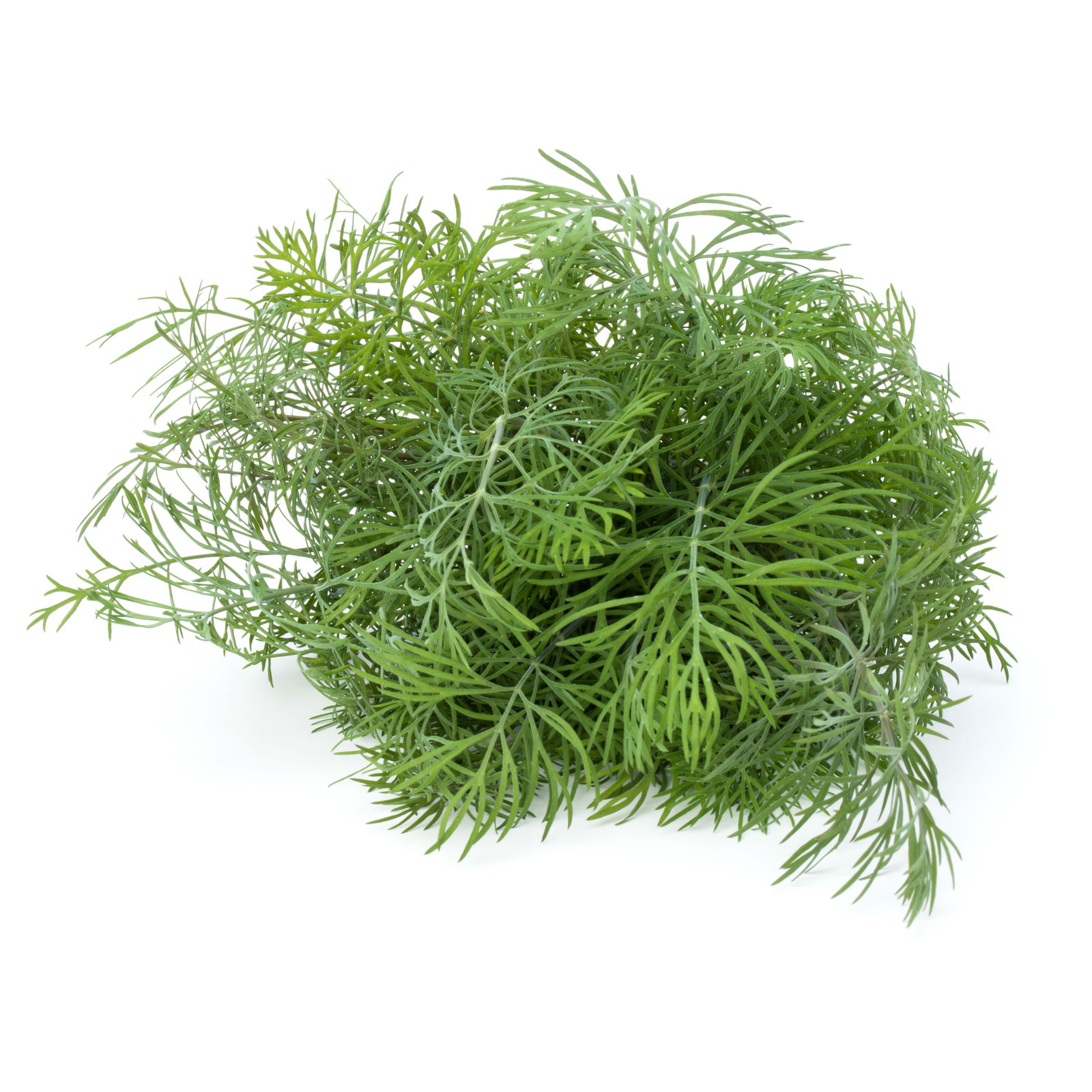Dill-Kräuter