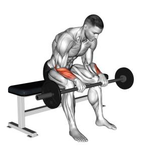 Unterarm Curls