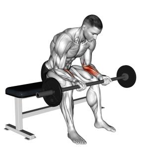 Unterarm Curls