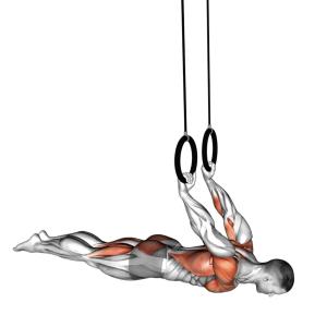 Back Lever