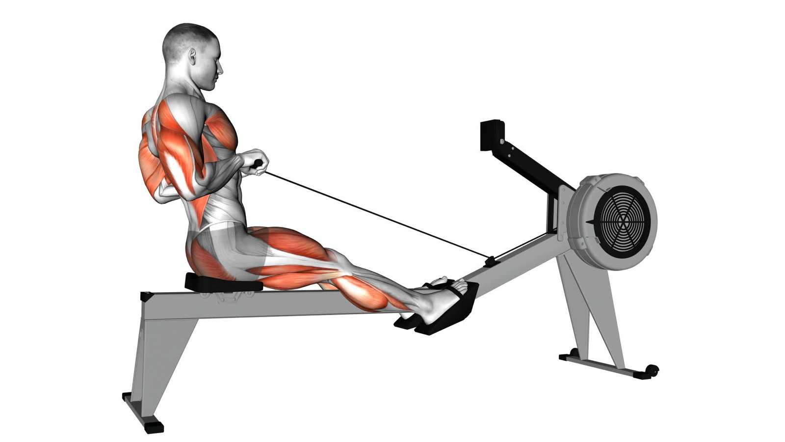 Ruder Ergometer