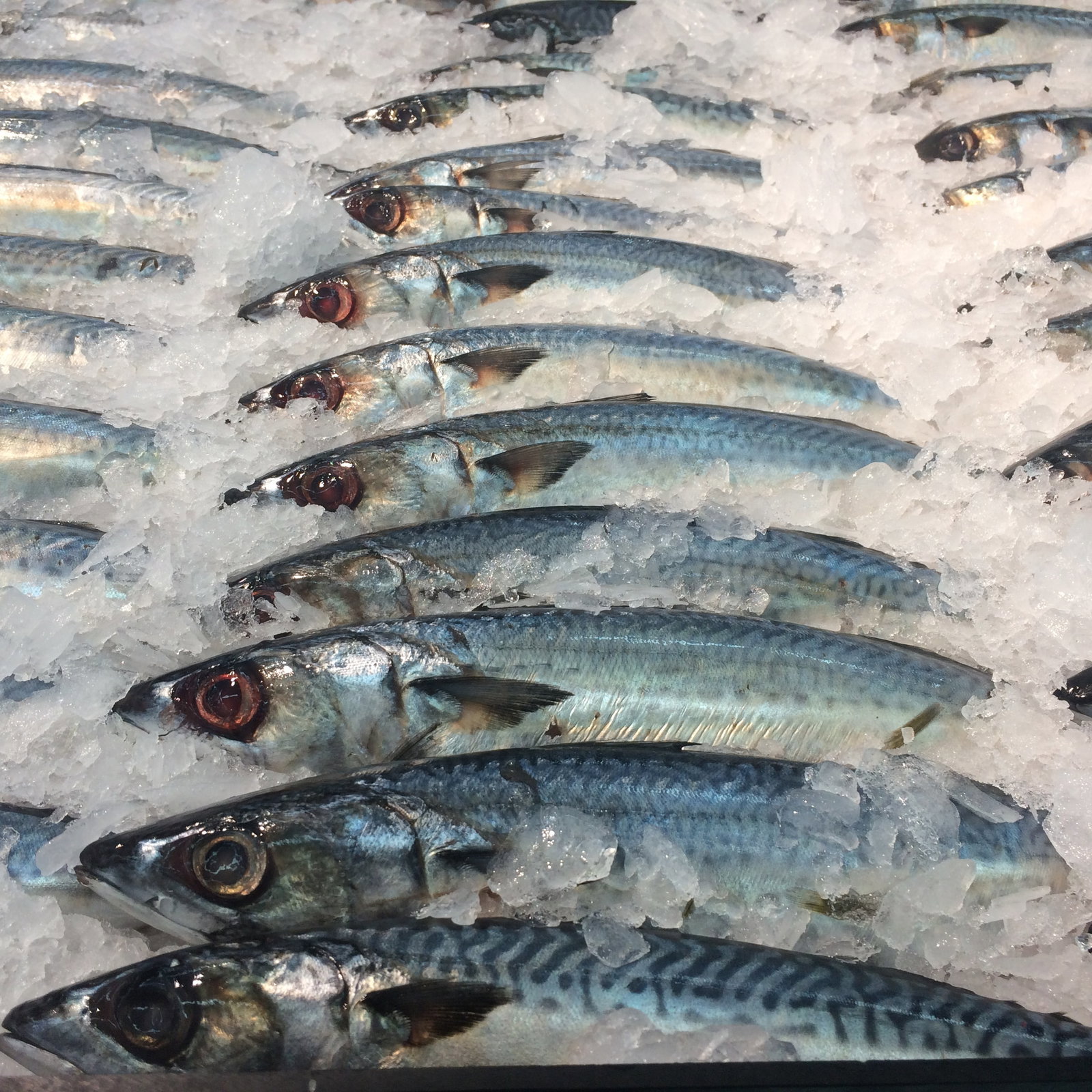 Thunfisch