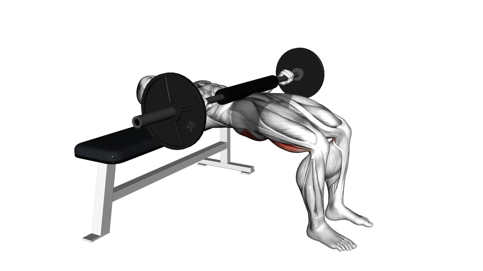 Hip Thrust Background