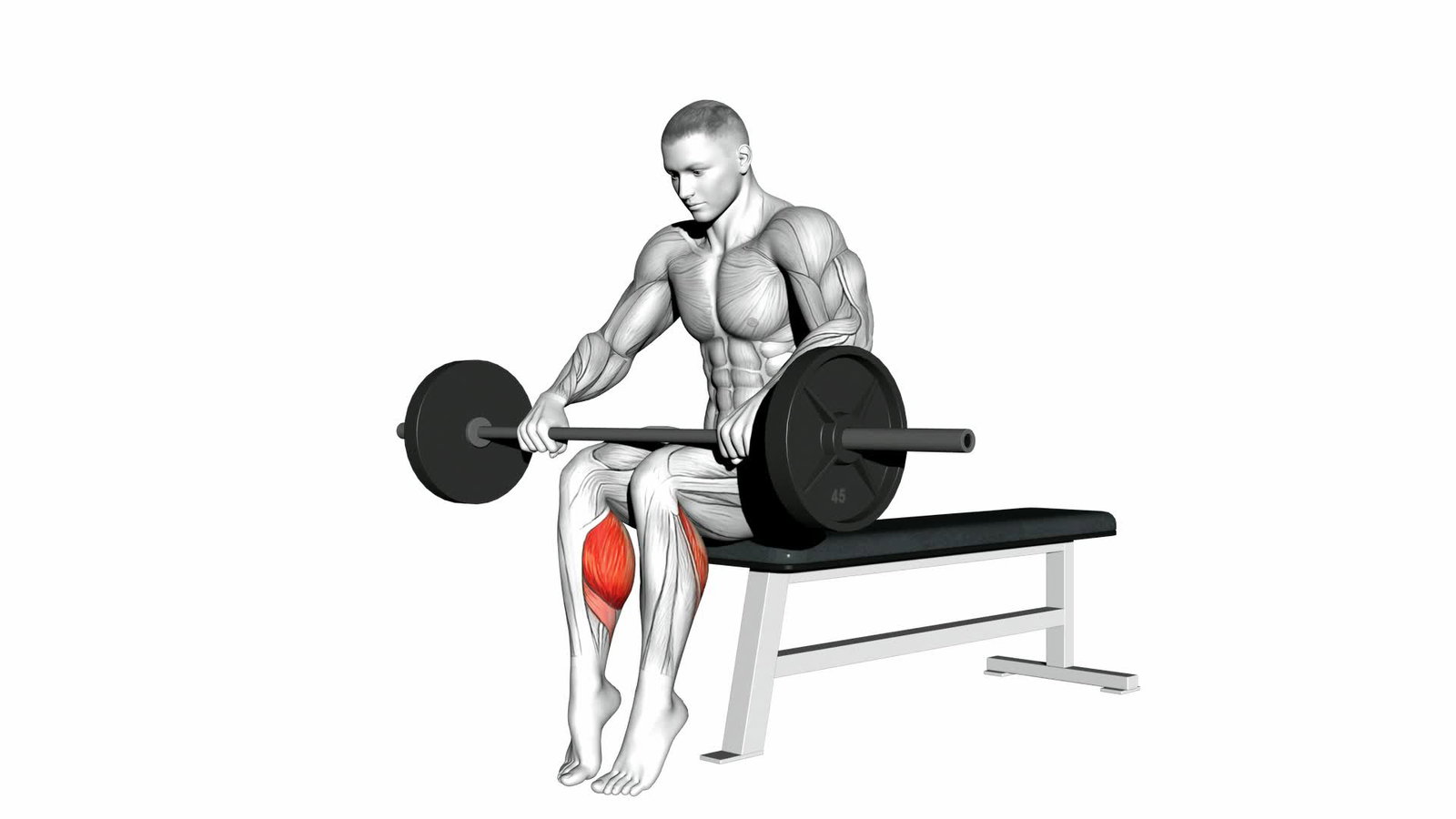 Calf raise Background